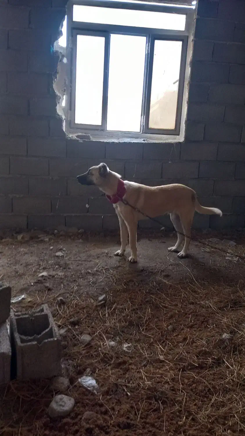 سگ سراب|سگ|تالش, هشتپر|دیوار