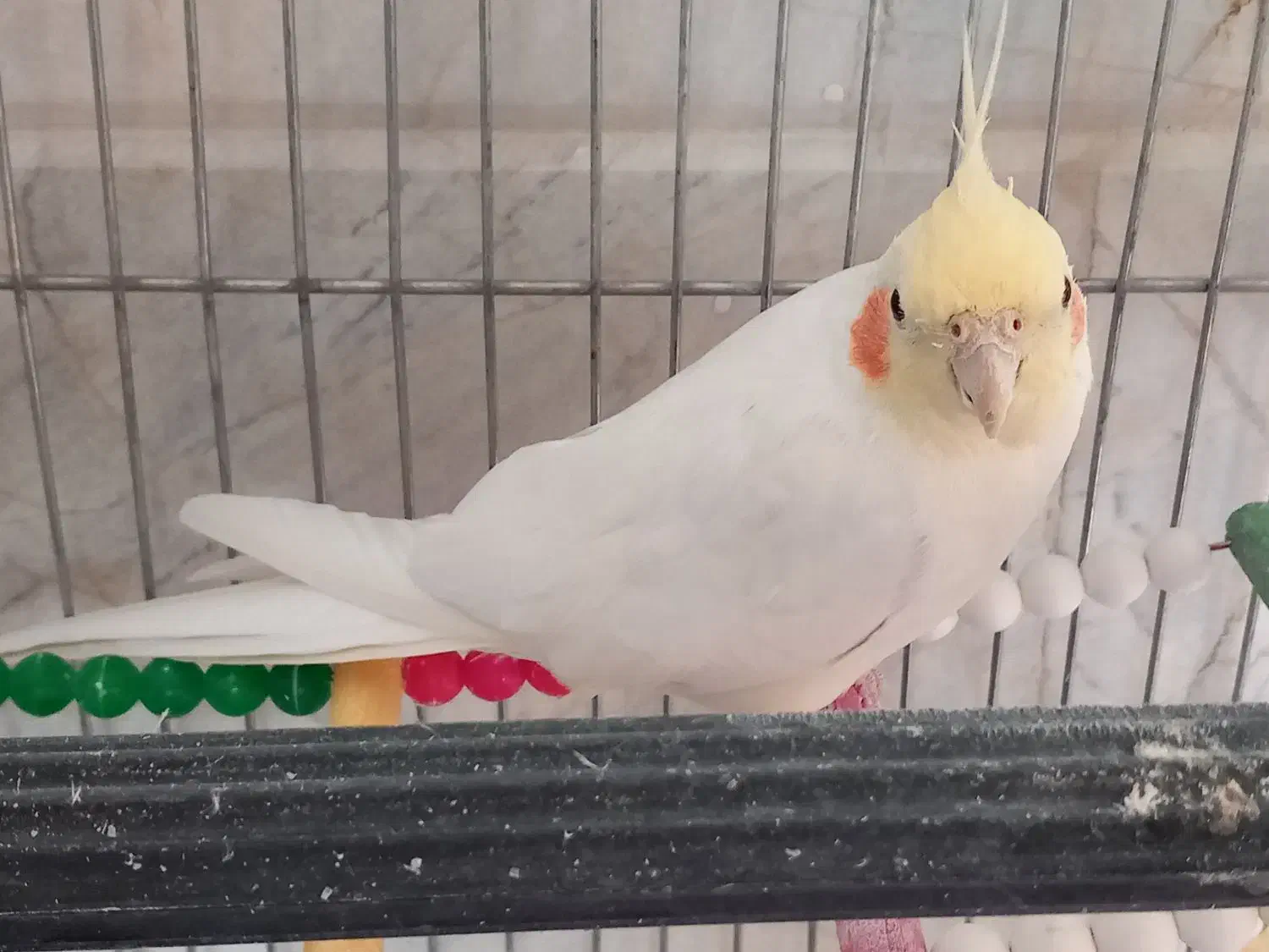 عروس نر|پرنده|ساوه, |دیوار