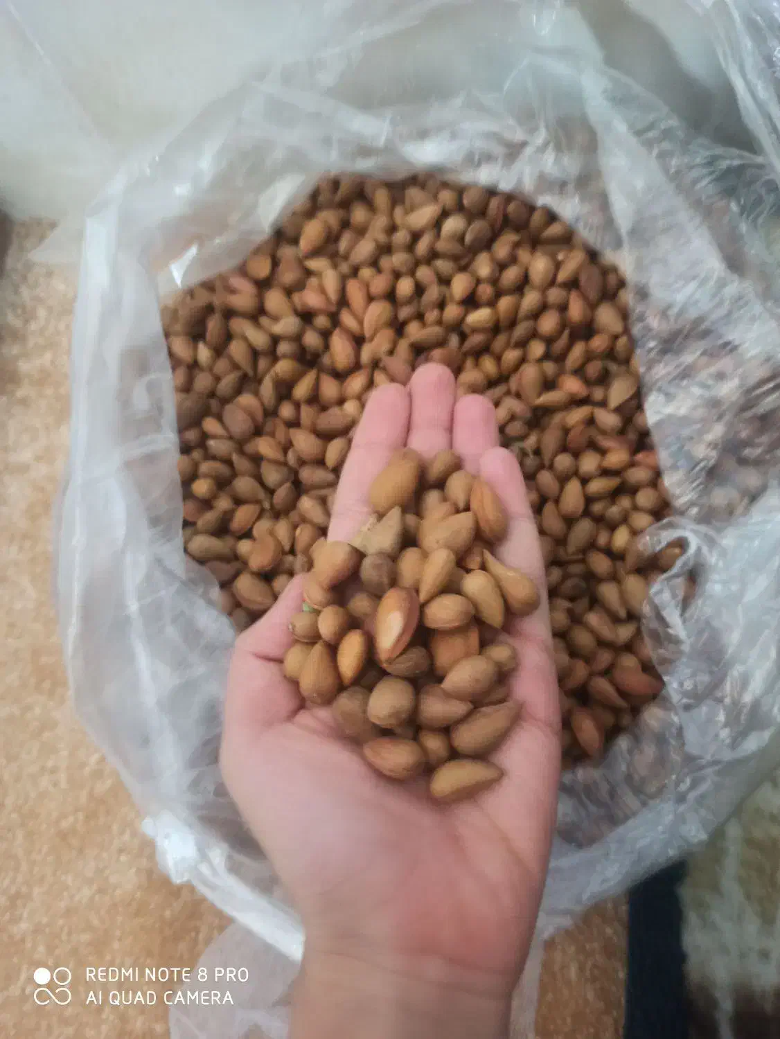 مژک کوهی|خوردنی و آشامیدنی|شیراز, میانرود|دیوار