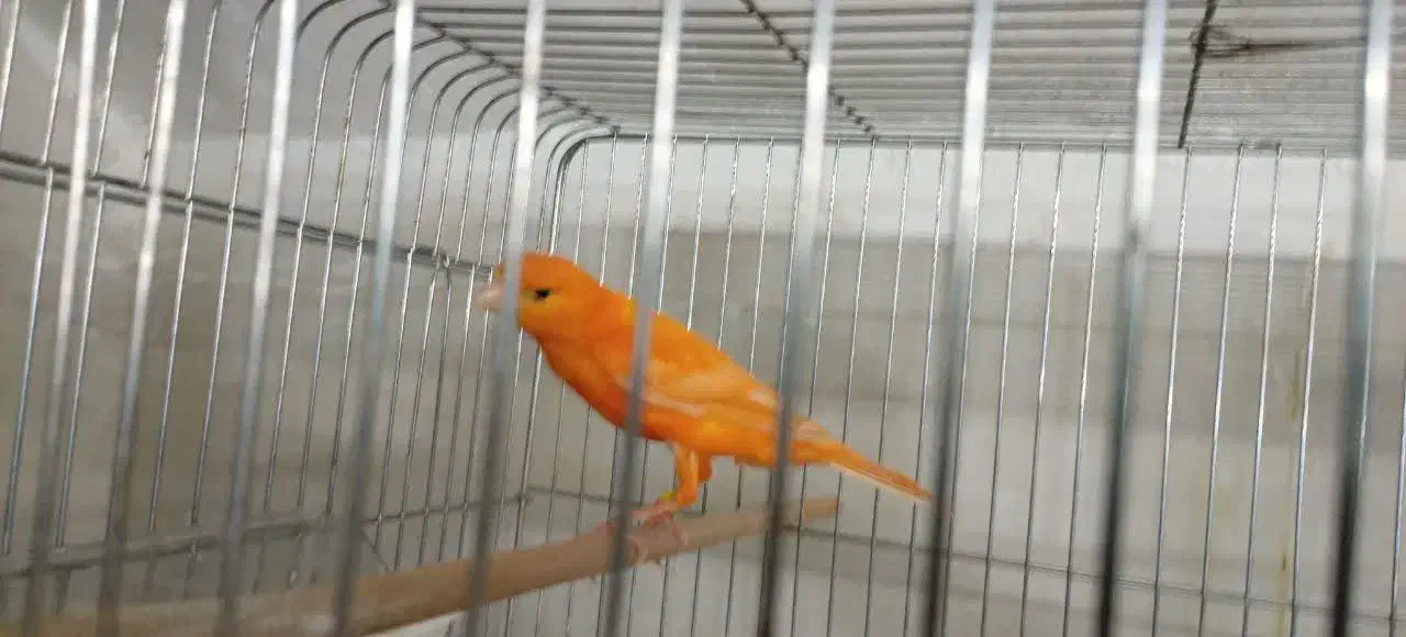 قناری نر و بنگالی و پرنده|پرنده|اصفهان, شهرک کاوه|دیوار