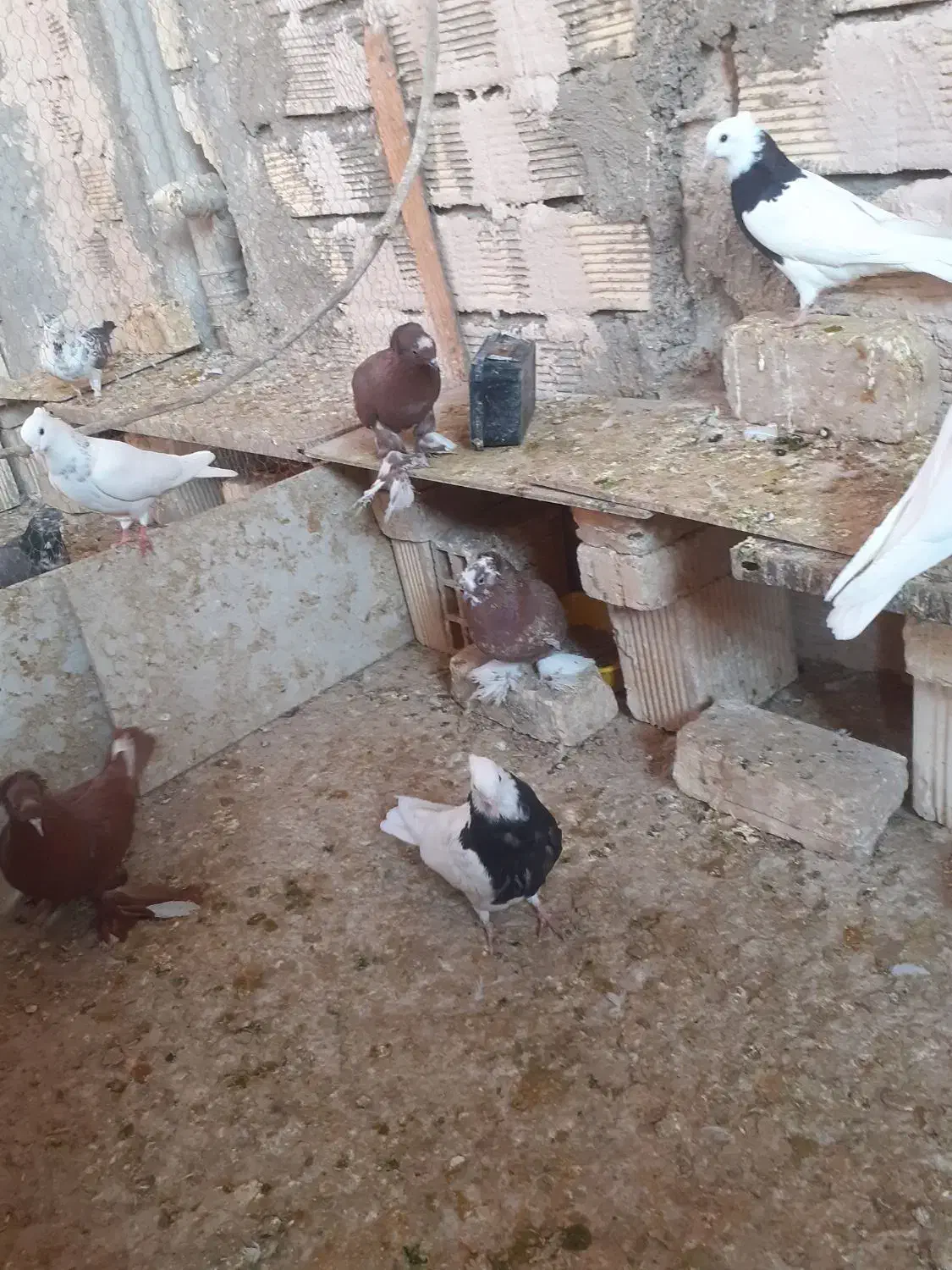 کبوتر طوقی کله دم سبز سرخ|پرنده|برخوار, |دیوار