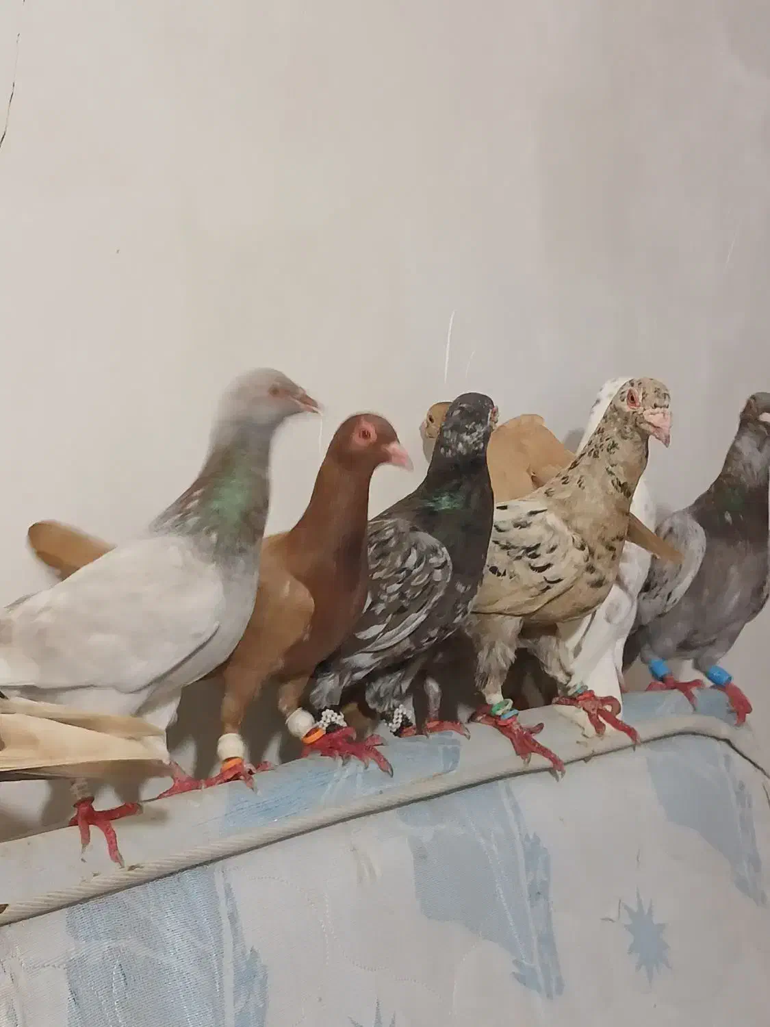 ۱۲ عدد کوهی در رامشیر|پرنده|اهواز, امانیه|دیوار