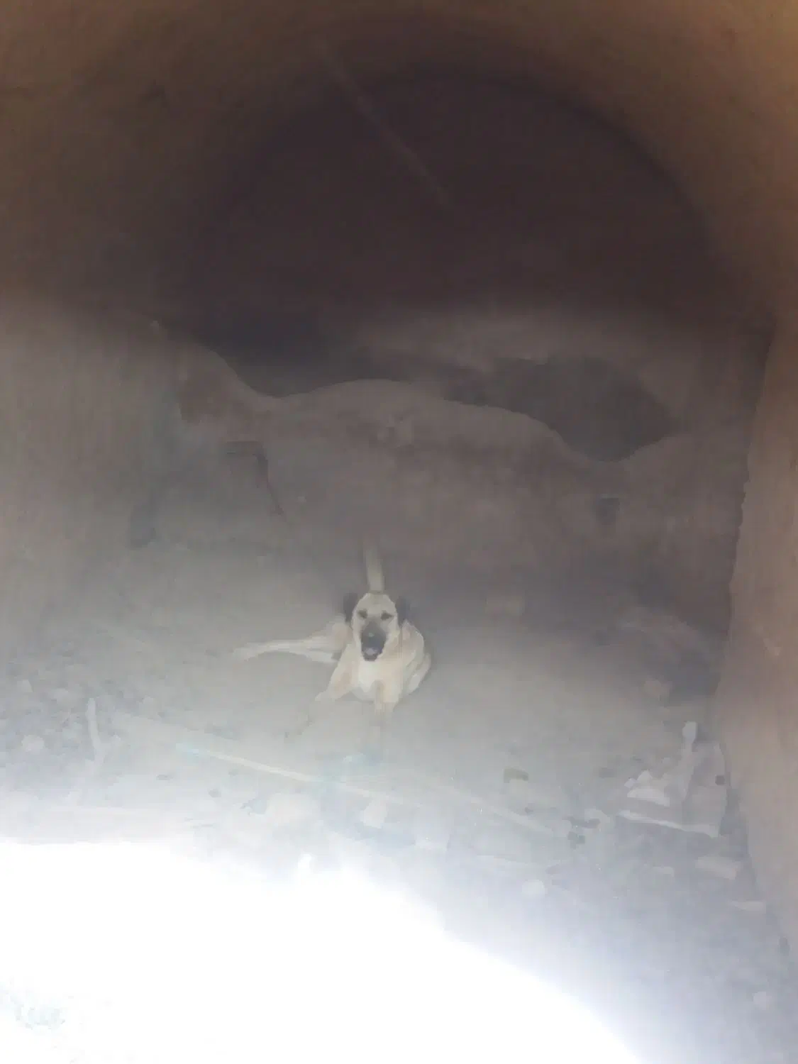 یک ماده پژدر سرابی|سگ|اسفرورین, |دیوار