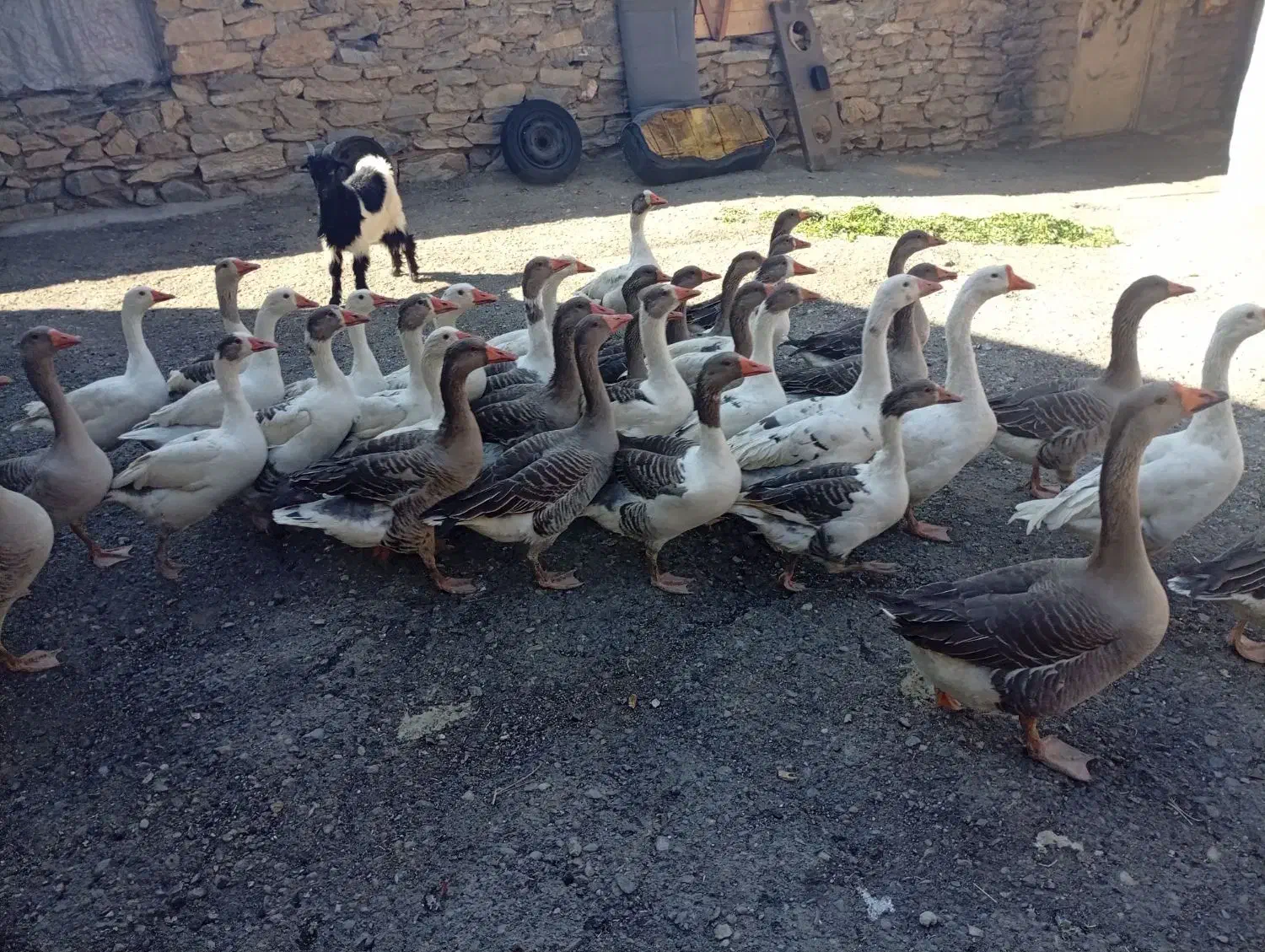 قاز و قوقاز|حیوانات مزرعه|بانه, |دیوار