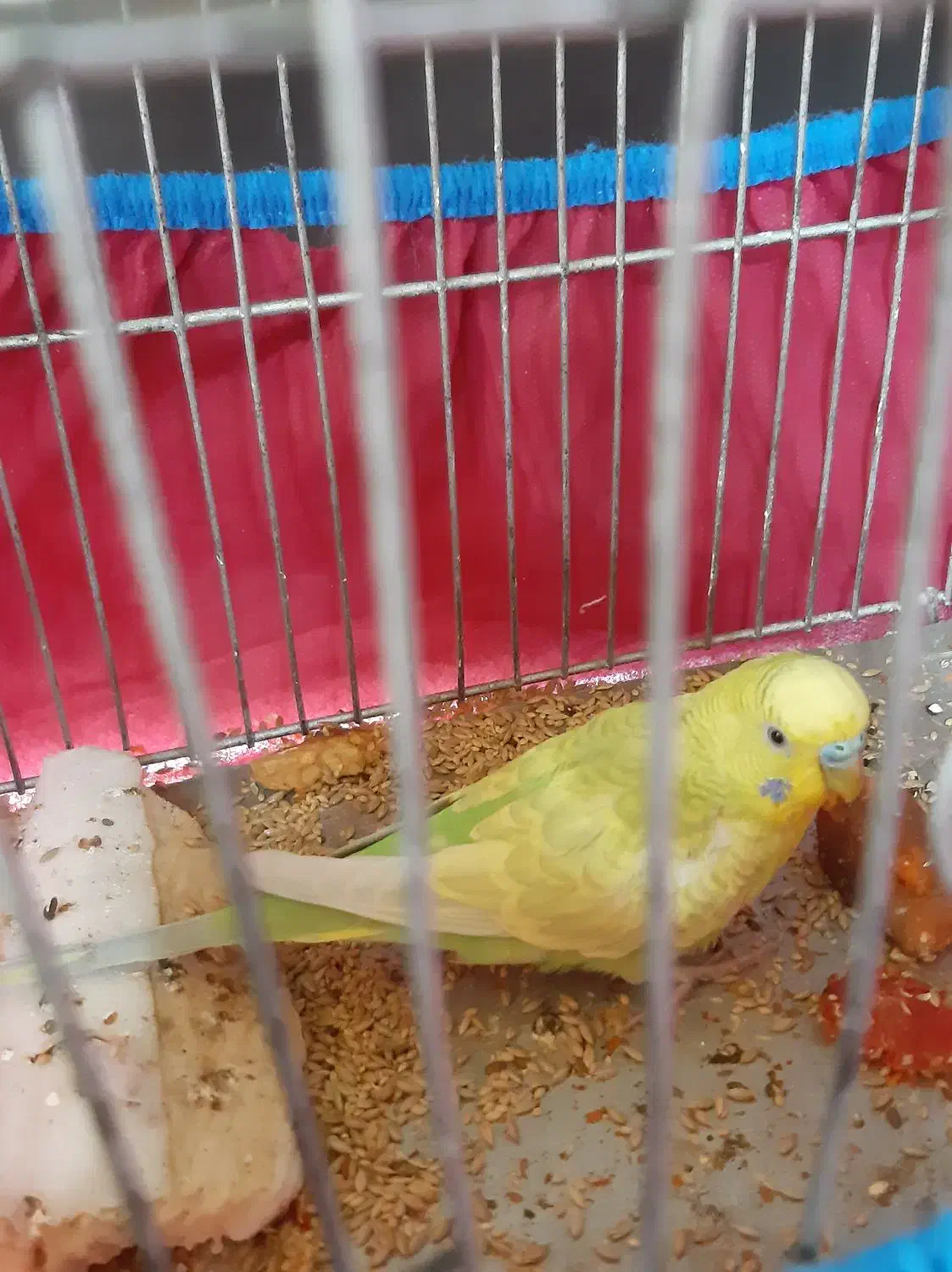 مرغ عشق جوان و مست|پرنده|اندیمشک, |دیوار