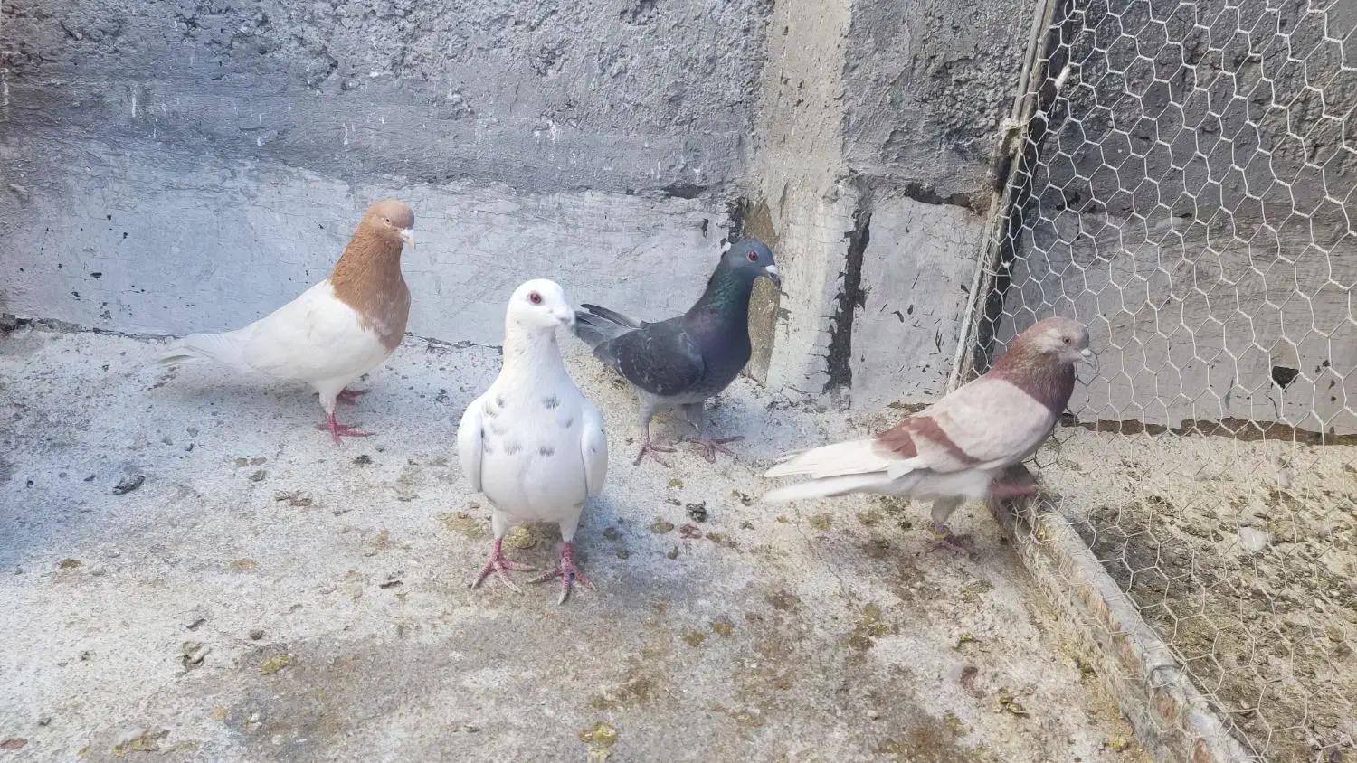 کفتر|پرنده|شیراز, کوشک میدان|دیوار