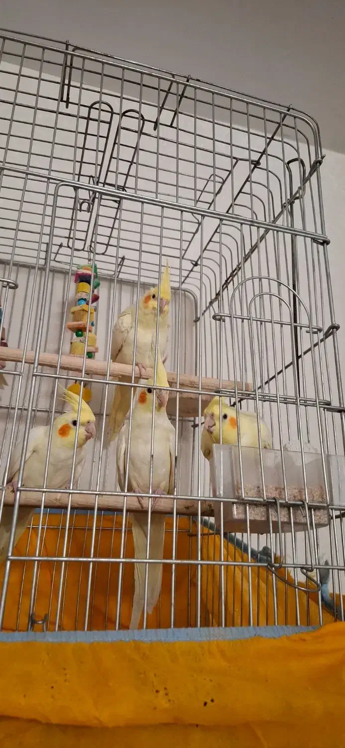 طوطی عروس هلندی لوتینو|پرنده|اقبالیه, |دیوار