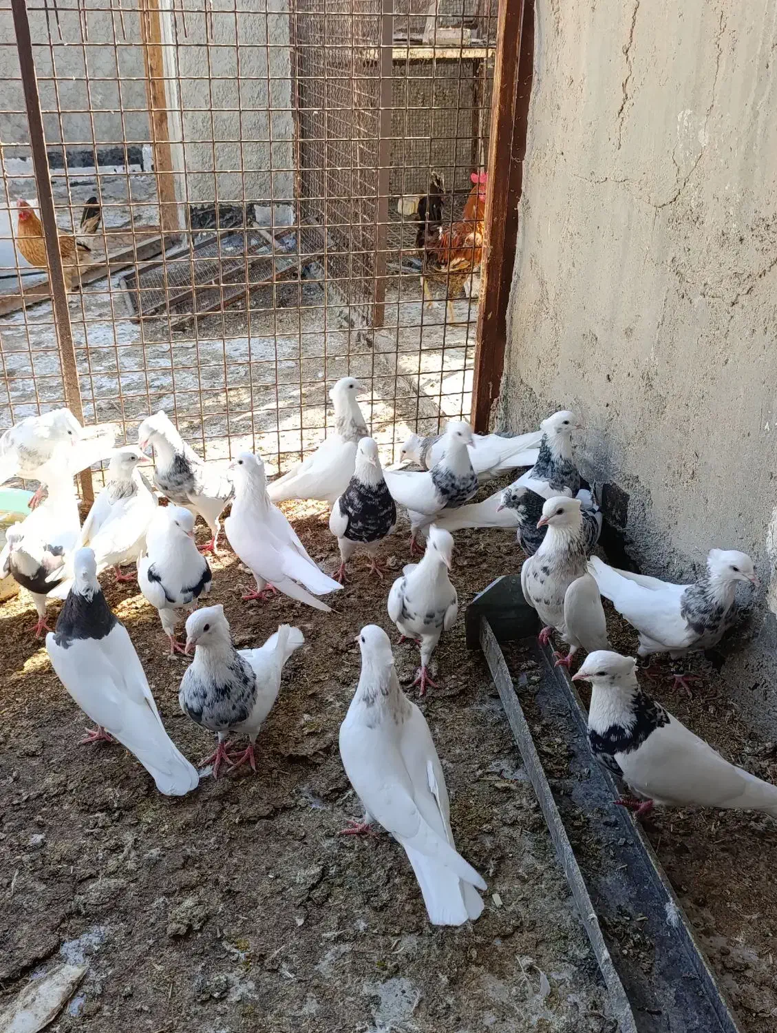 22 تا طوقی الماسی زرین سرکه ای کارتونی|پرنده|بندر ماهشهر, |دیوار