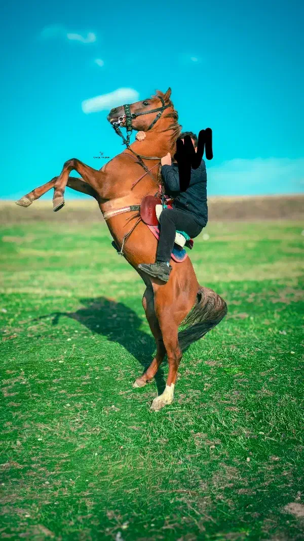 اسب کرد نریون|اسب و تجهیزات اسبسواری|تبریز, |دیوار