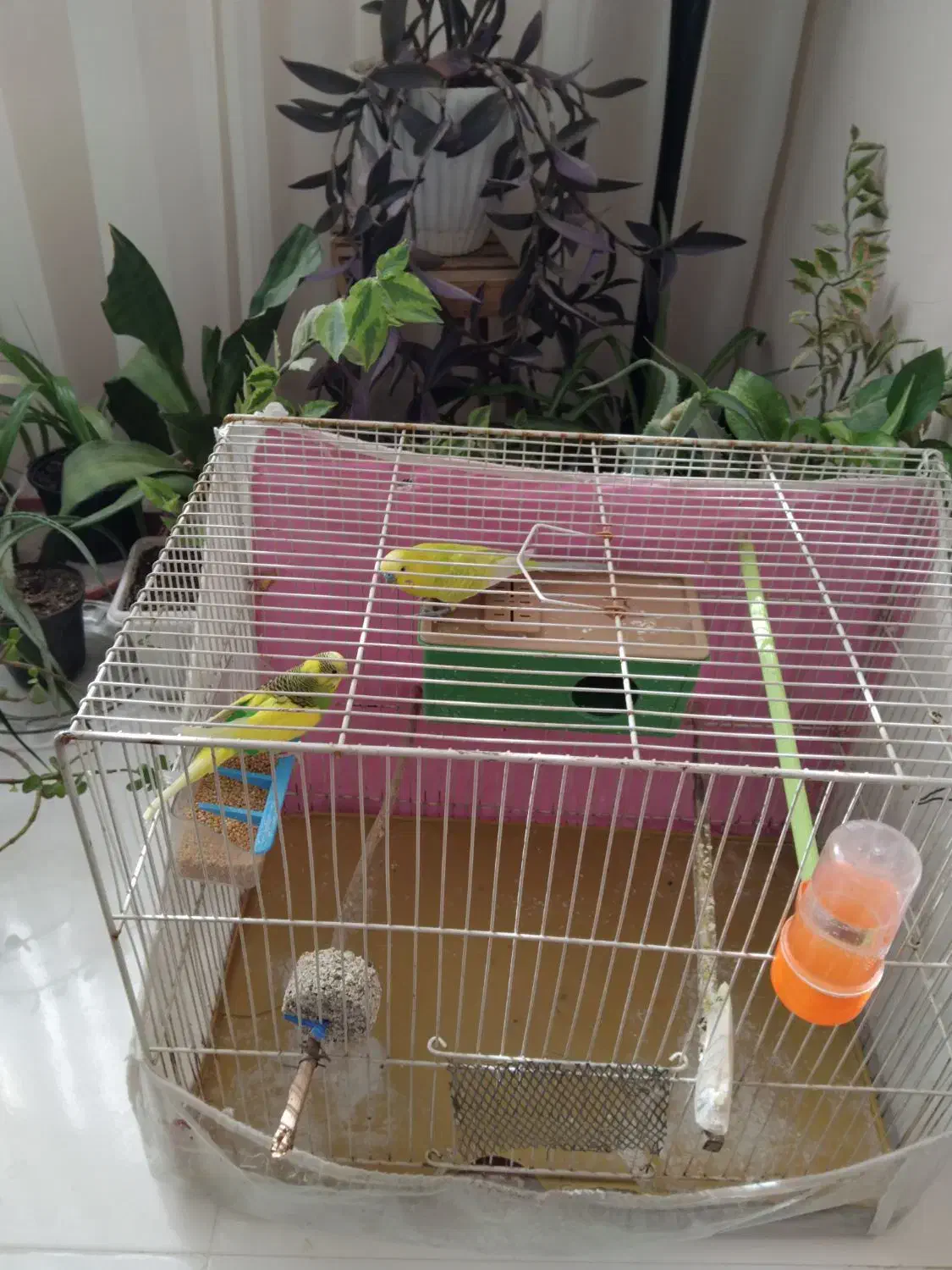 مرغ عشق|پرنده|مشهد, شهرک صنعتی مشهد|دیوار