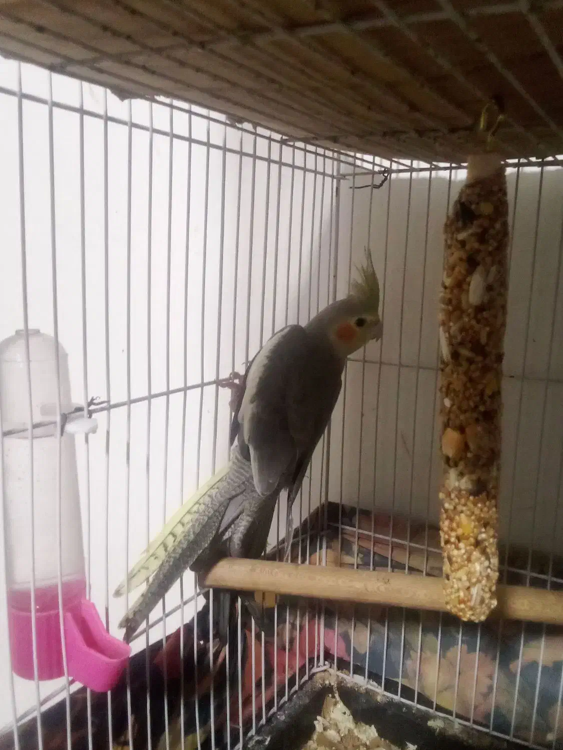 عروس هلندی ماده|پرنده|ساری, |دیوار