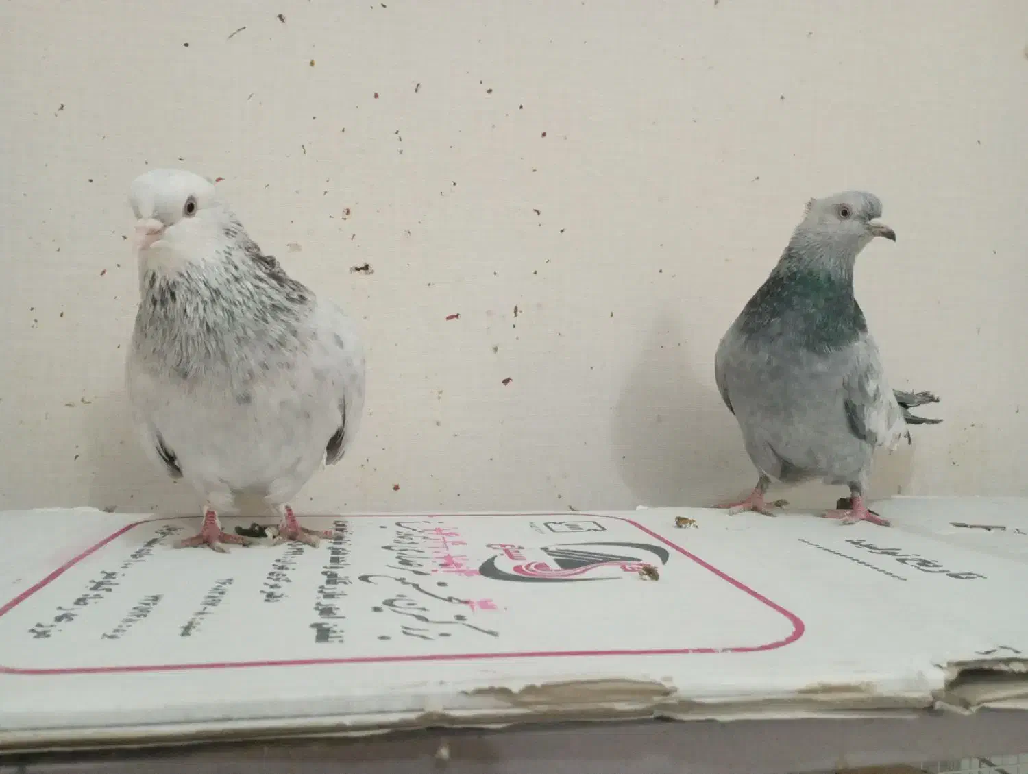 جفت سینه سبز و آبی،سینه سیاه|پرنده|قوچان, |دیوار