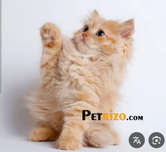 گربه پرشین|گربه|رشت, توشیبا|دیوار