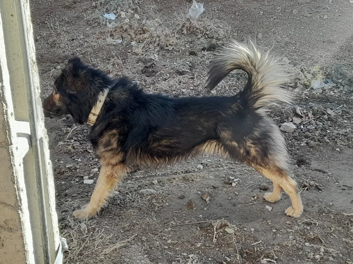 سگ نگهبان و گله|سگ|زنجان, |دیوار