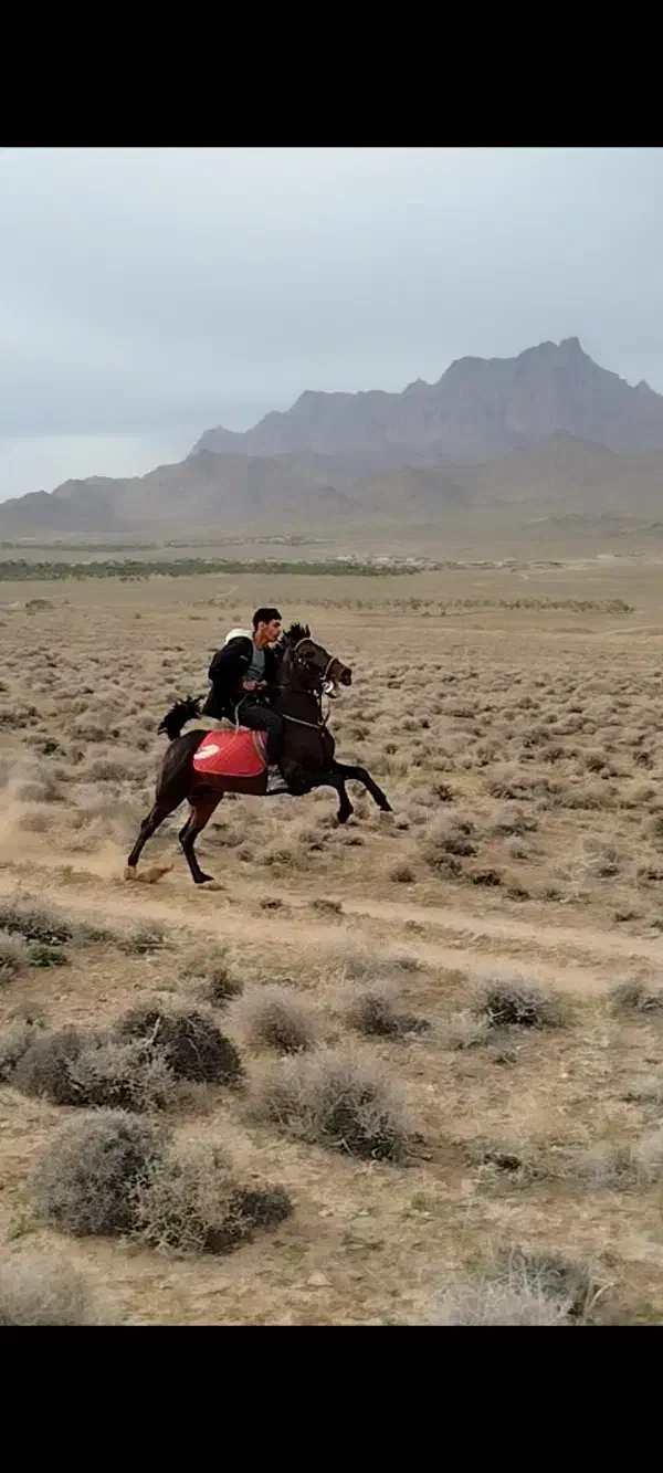 سیلمی سواری دار کرد جوان|اسب و تجهیزات اسب‌سواری|بستان آباد, |دیوار