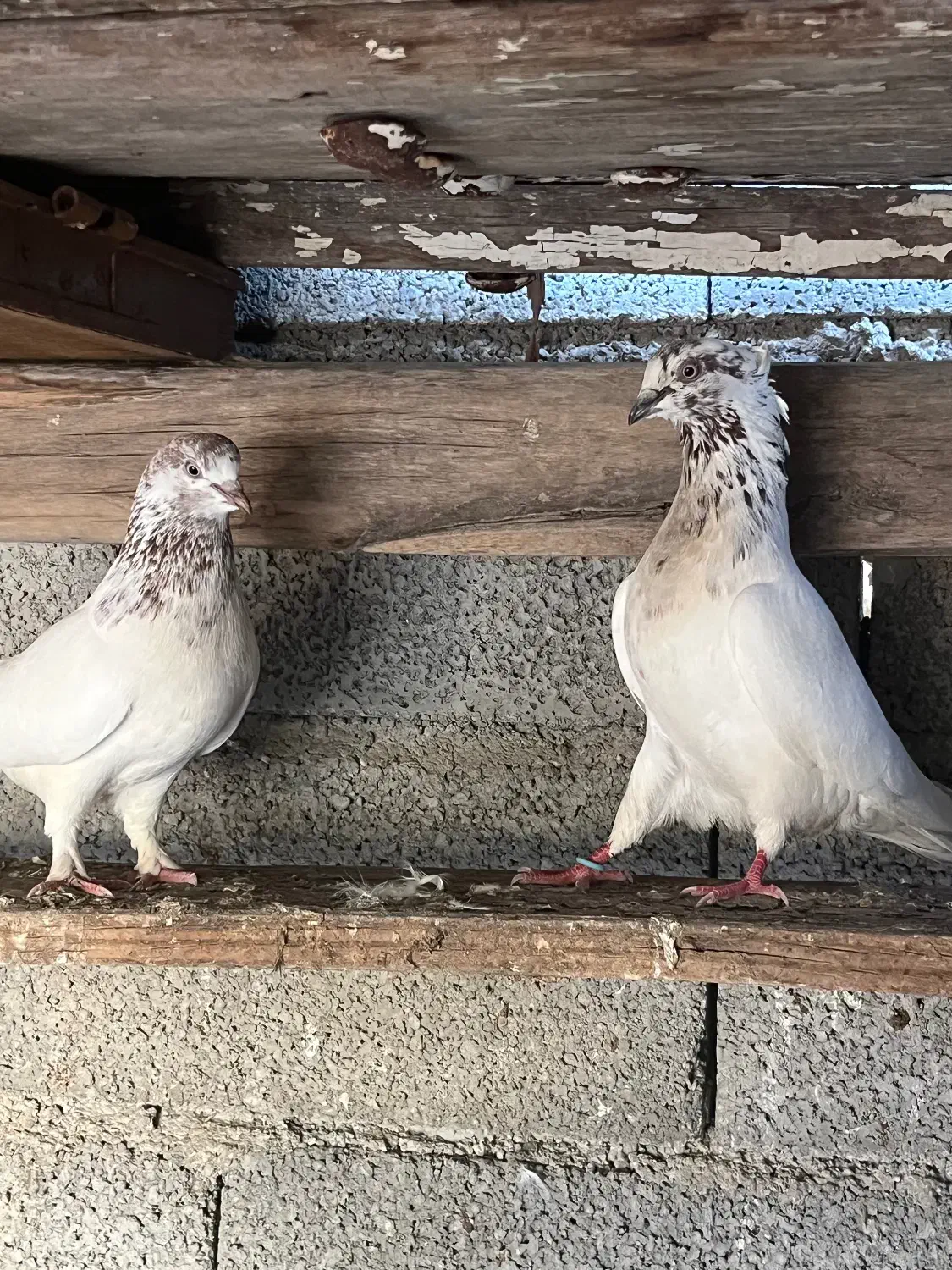 کفتر|پرنده|تهران, منیریه|دیوار