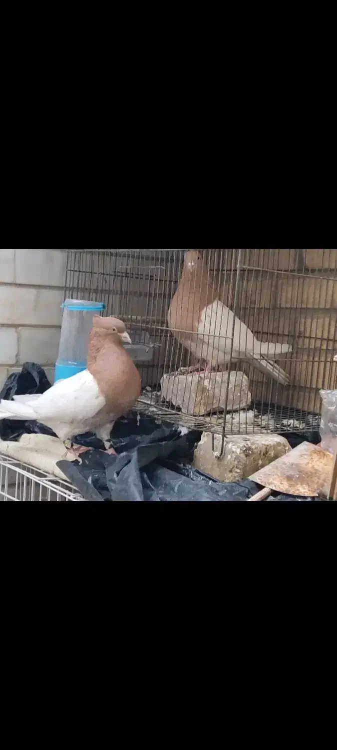 کله زرد|پرنده|شاهینشهر, عطار|دیوار