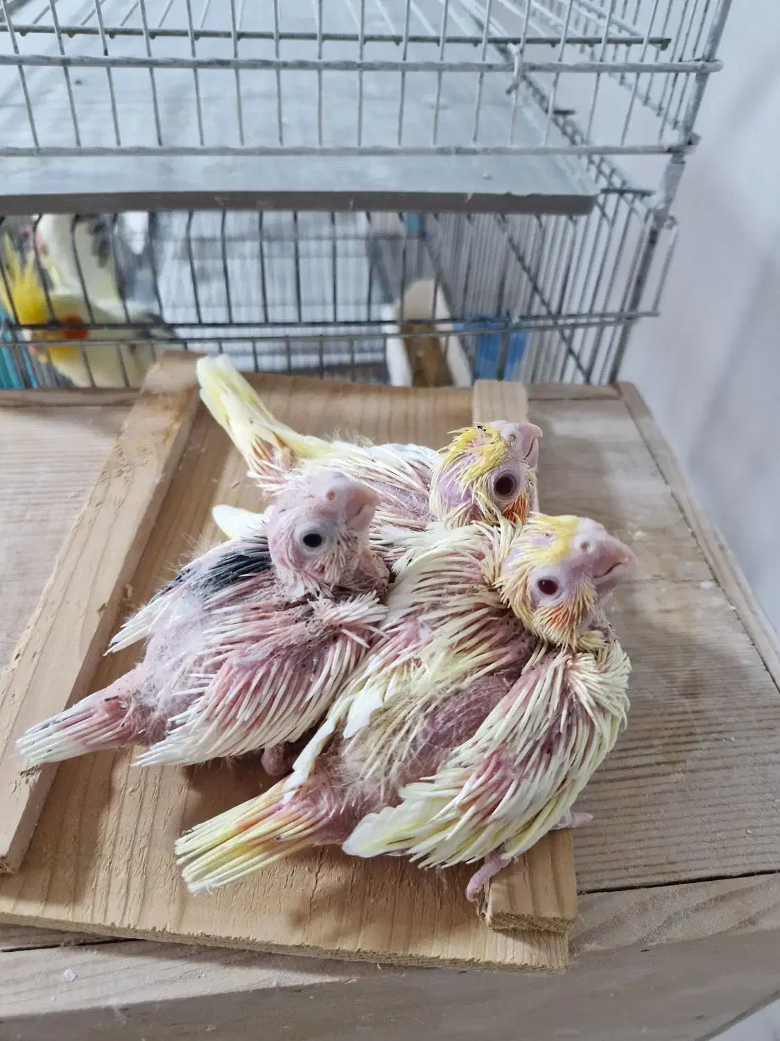 عروس هلندی سرلاکی لوتینو البینو دوکت|پرنده|رشت, جانبازان|دیوار