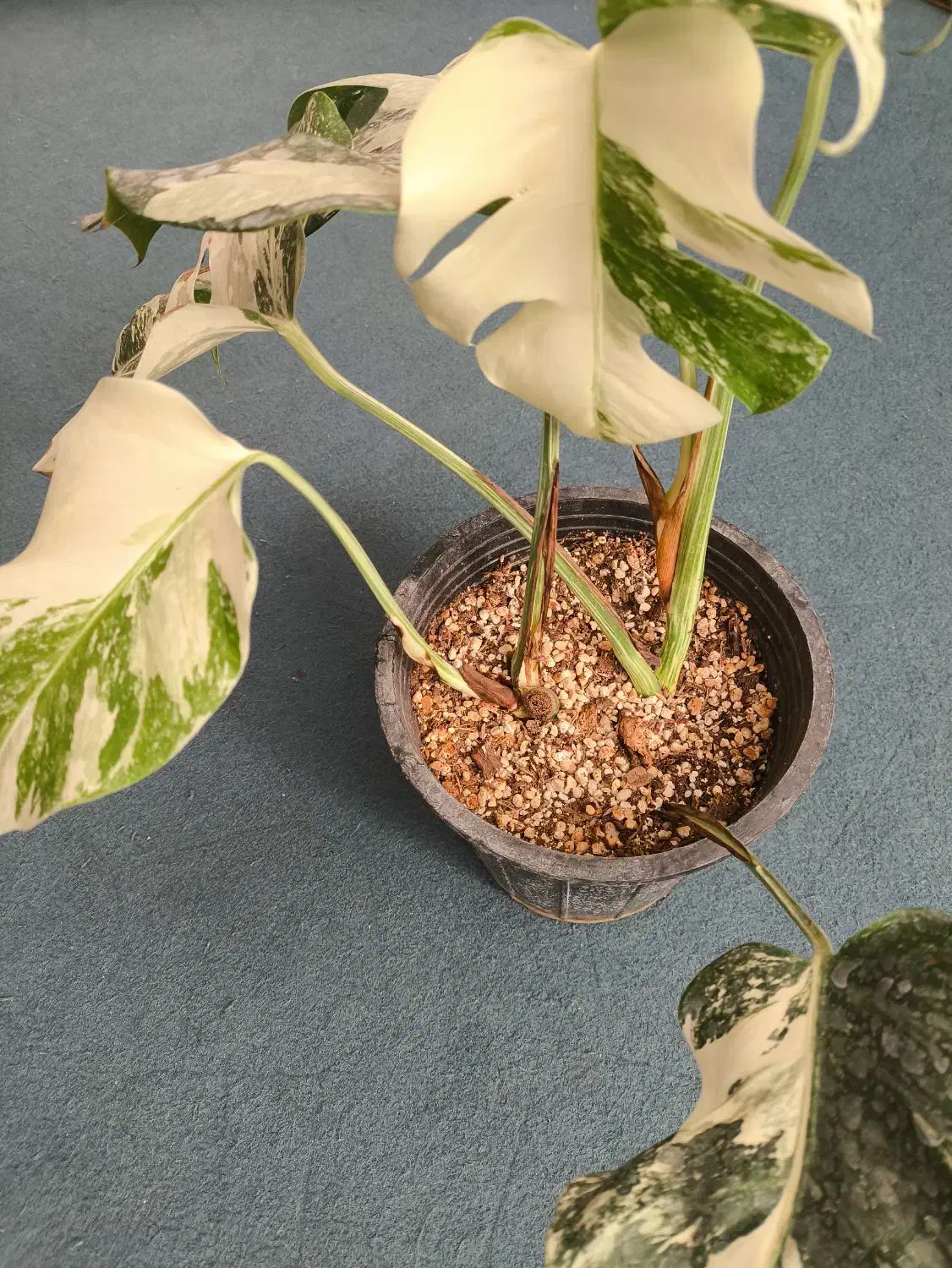 برگ انجیری ابلق دوبوته|گل و گیاه طبیعی|اردکان, |دیوار