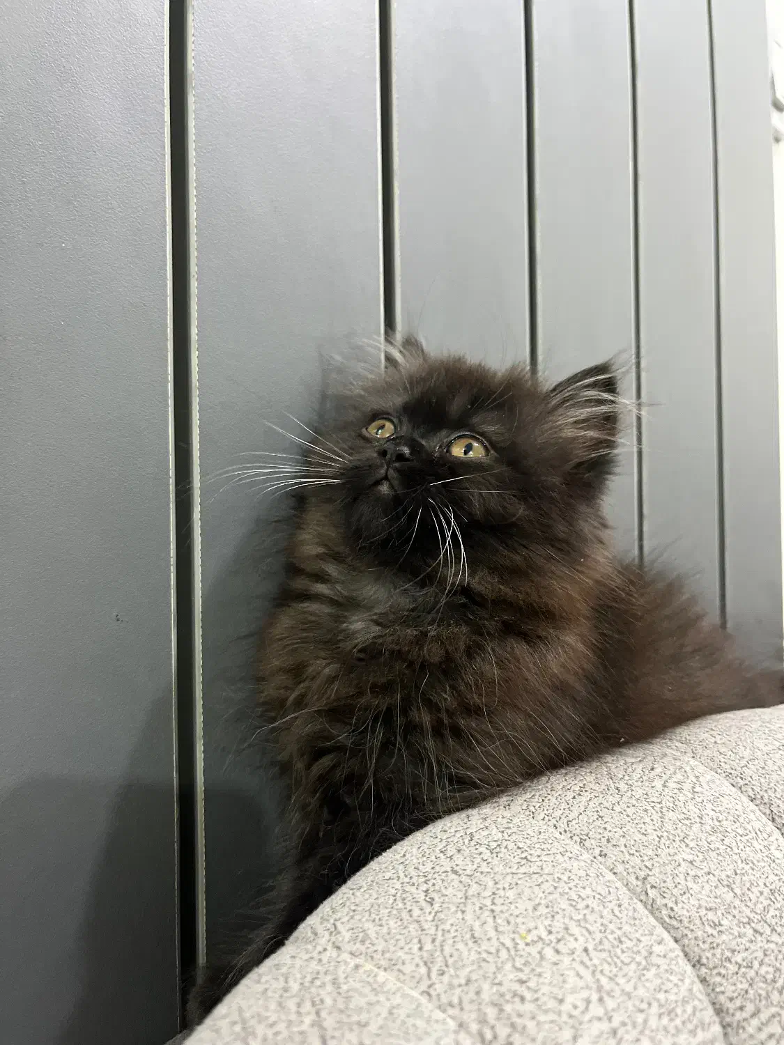 گربه میکس پرشین و اسکاتیش|گربه|رشت, جانبازان|دیوار