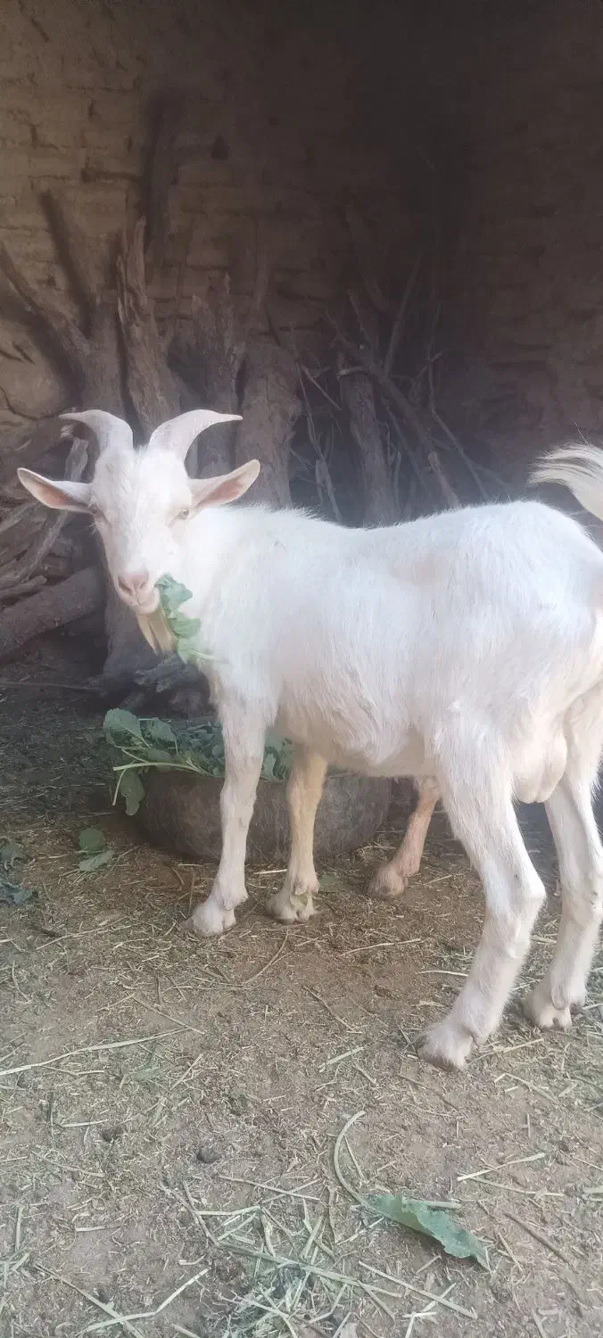 بزغاله نرسانن فروشی|حیوانات مزرعه|قهستان, |دیوار