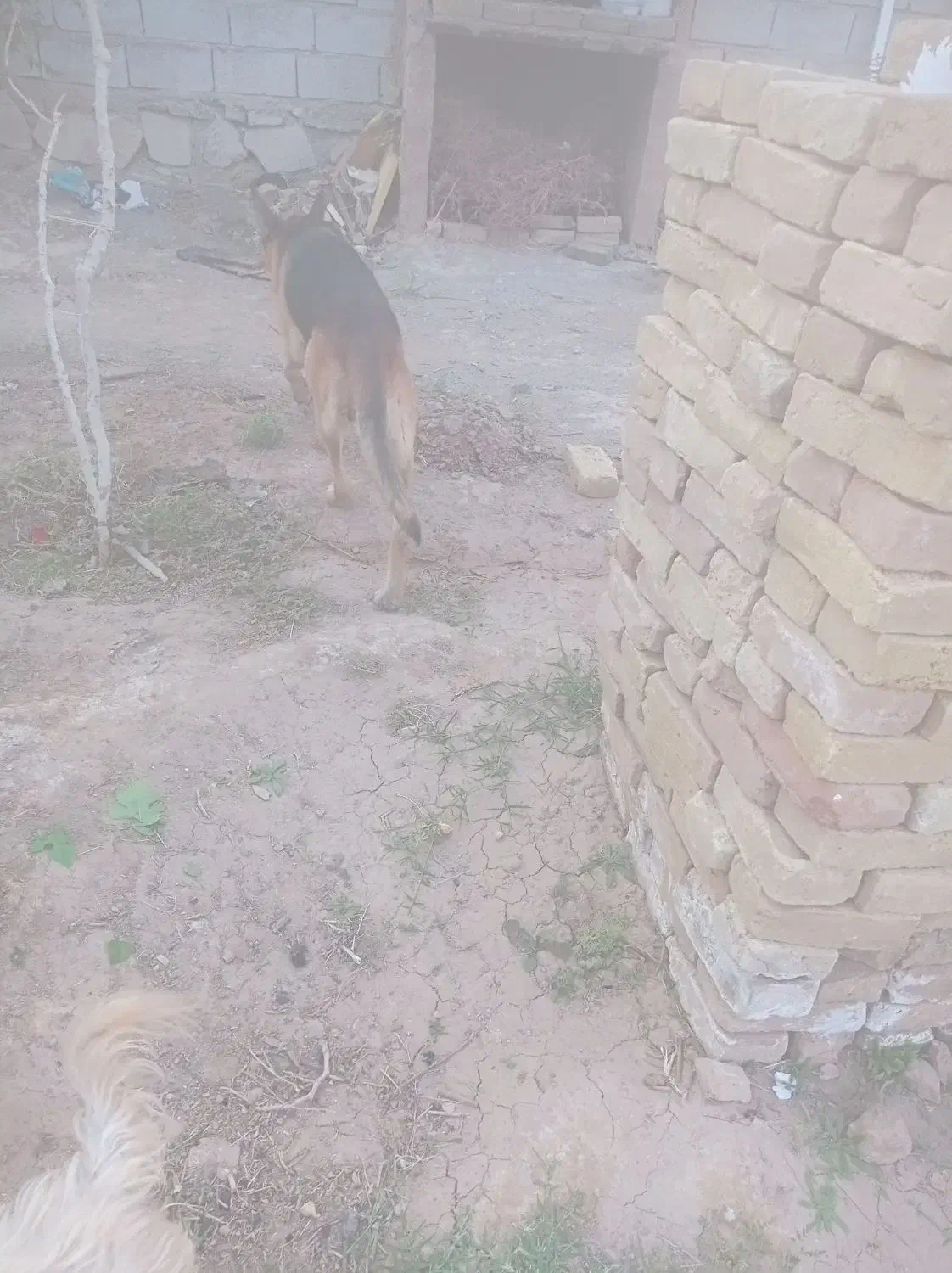 سگ ژرمن|سگ|سبزوار, توحیدشهر|دیوار