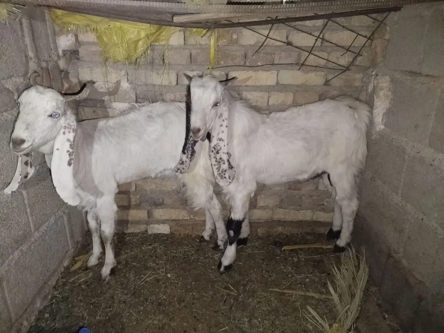 یک عدد تروشت و بز گلابی مخصوص مالداری|حیوانات مزرعه|ایرانشهر, |دیوار