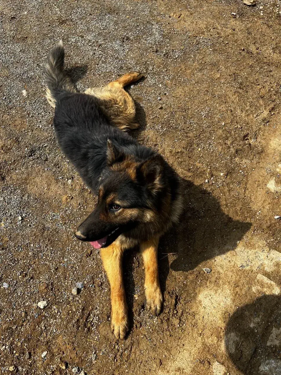 ژرمن|سگ|همدان, |دیوار