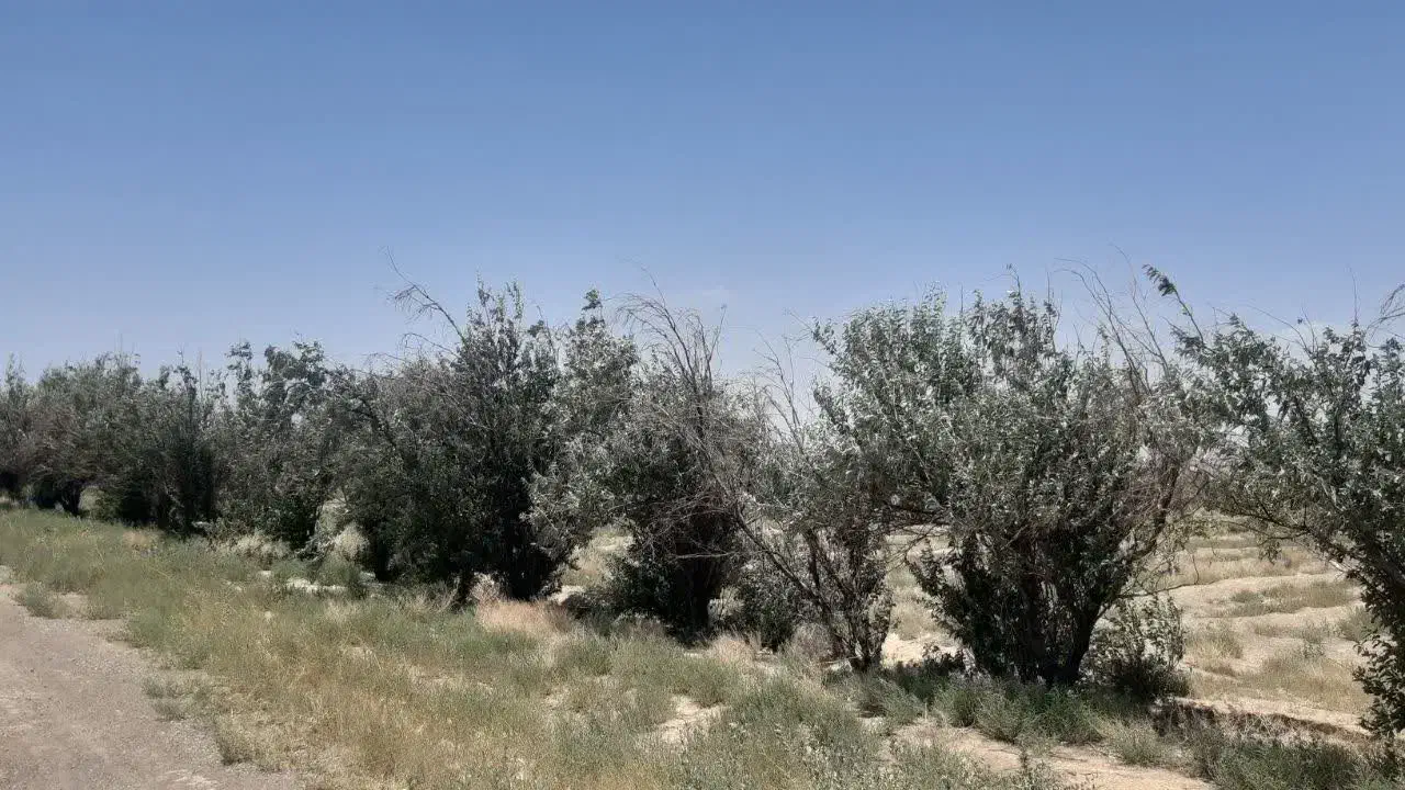 ۶۰۰ هکتار زمین|فروش زمین و ملک کلنگی|ملکآباد, |دیوار