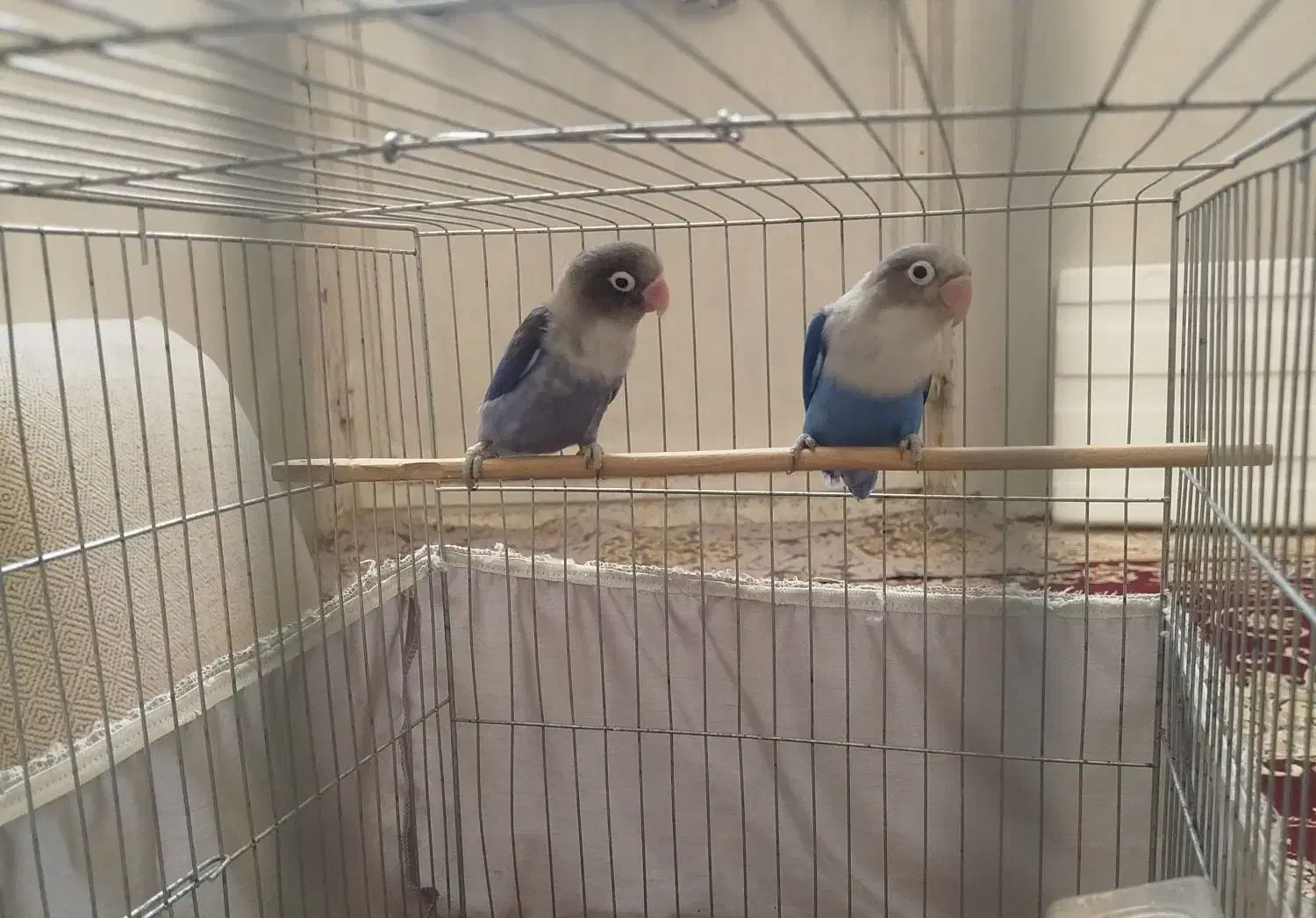 برزیلی نقابدار ویولت آبی (جفت)|پرنده|گلستان (تهران), |دیوار