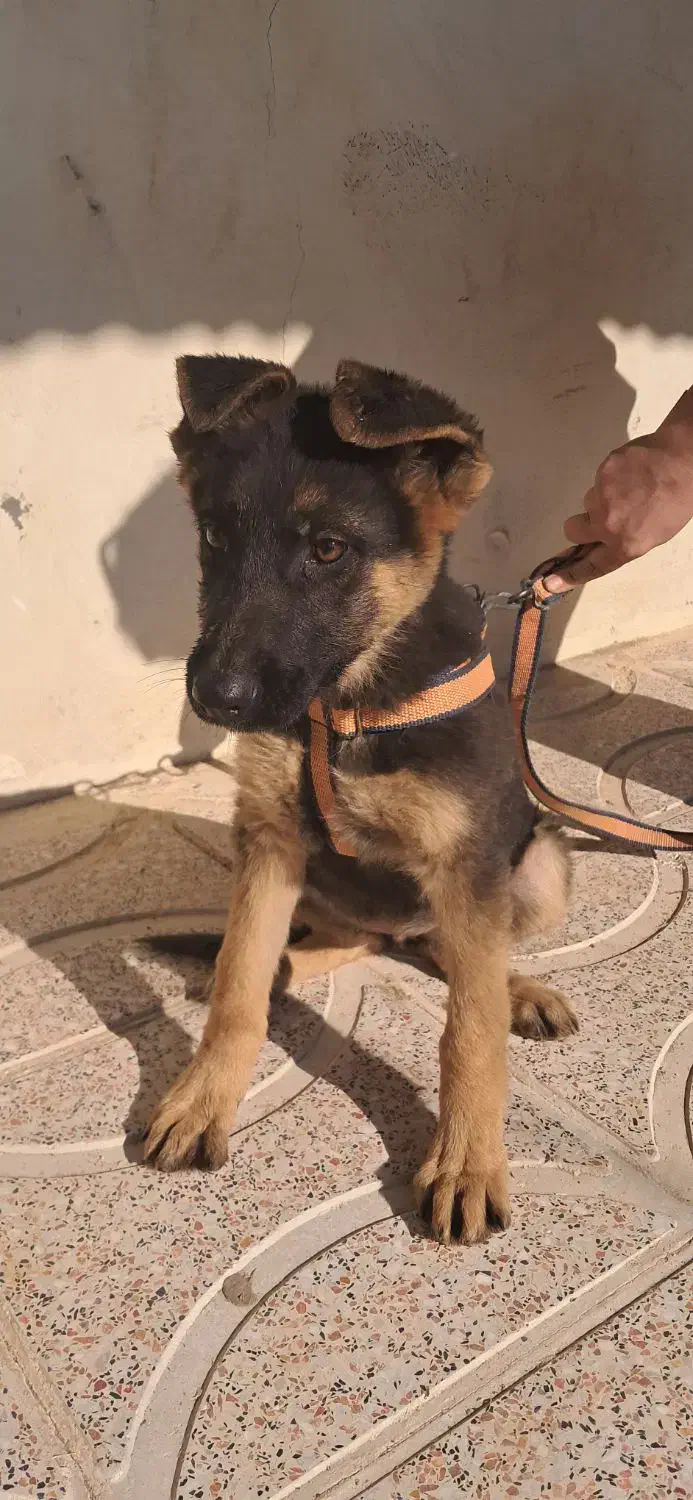 ژرمن|سگ|قزوین, |دیوار