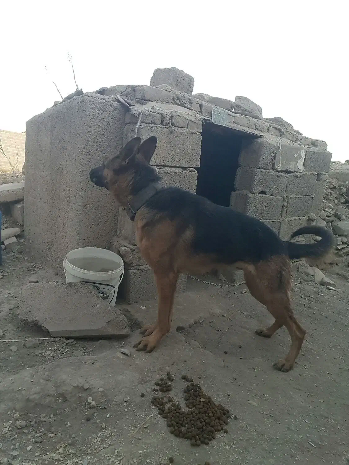 فروش فوری ژرمن شپهرد آماده جفت گیری ماده|سگ|چهارباغ, |دیوار