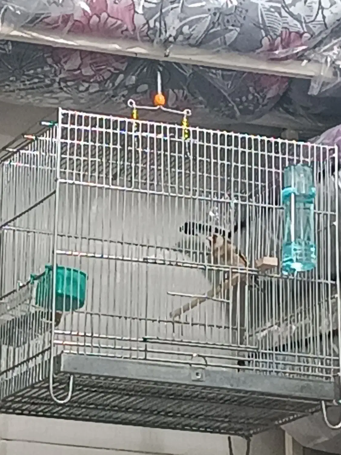 سهره ها همه تکثیر قفس|پرنده|رشت, خواهر امام|دیوار