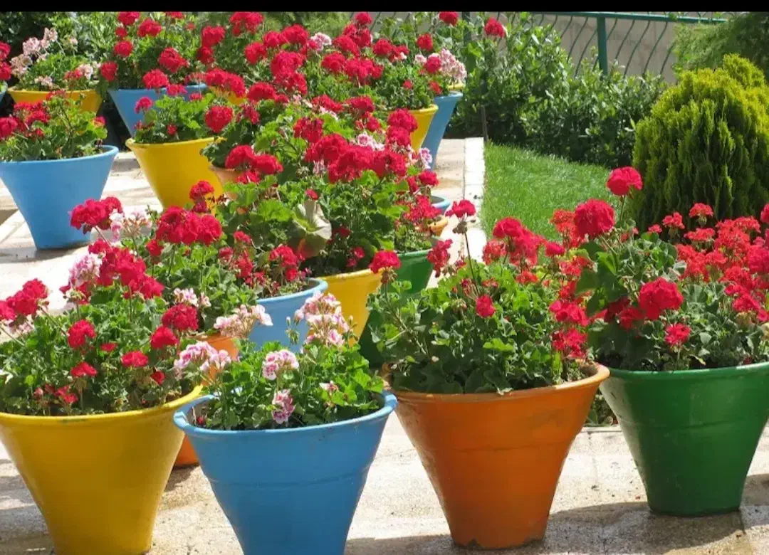 خدمات باغبانی هرس درختکاری گلکاری تعویض خاک|خدمات باغبانی و درختکاری|تهران, شهرک خرازی|دیوار