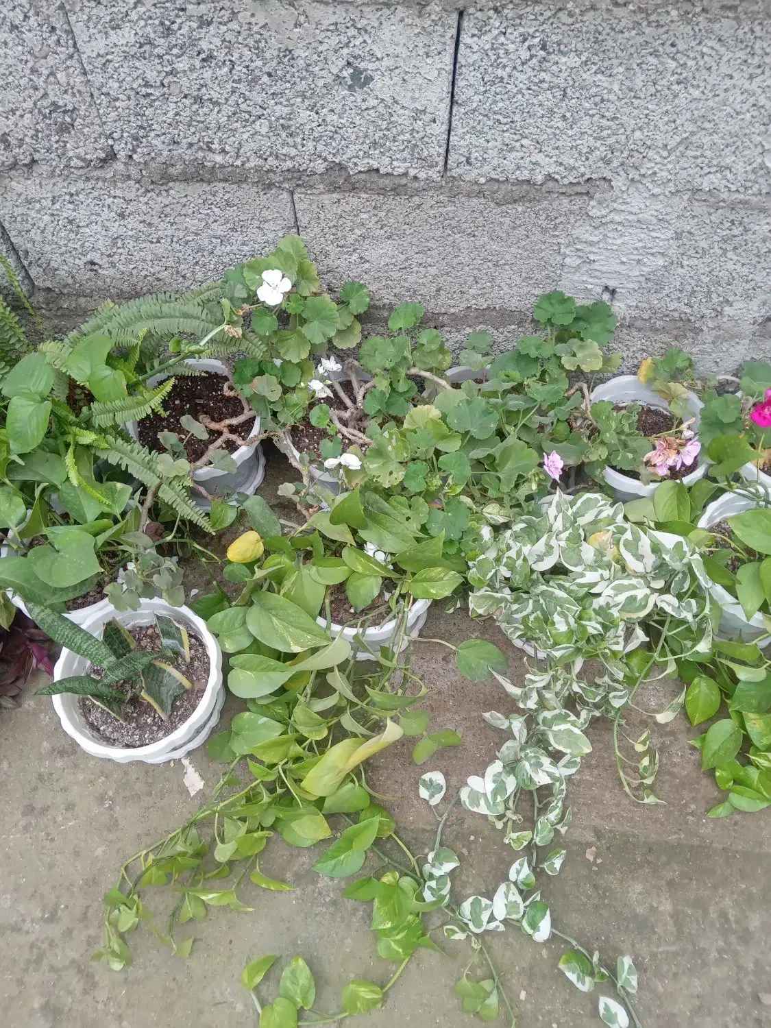 انواع گل|گل و گیاه طبیعی|رشت, بیجارپس|دیوار