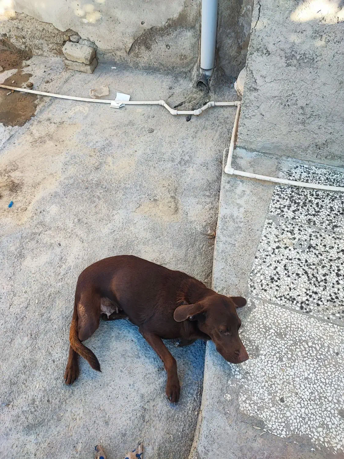 سگ دنبالی|سگ|کلاله, |دیوار