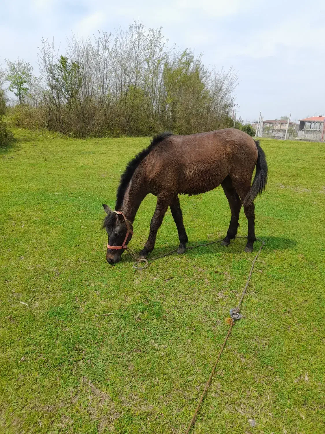 اسب|اسب و تجهیزات اسبسواری|کومله, |دیوار