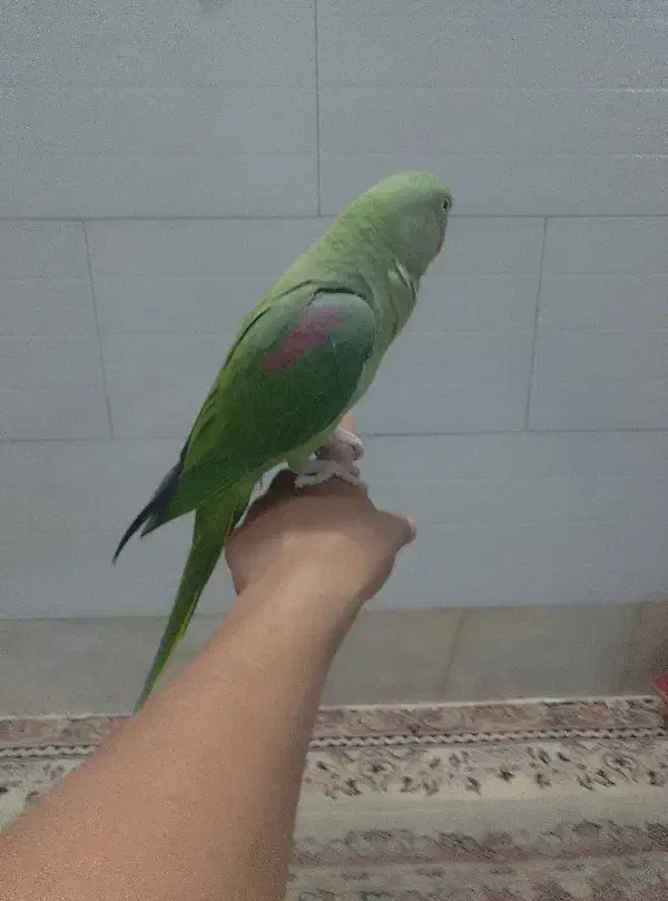 یک جفت شاه طوطی و ماده ملنگو|پرنده|اردکان, |دیوار