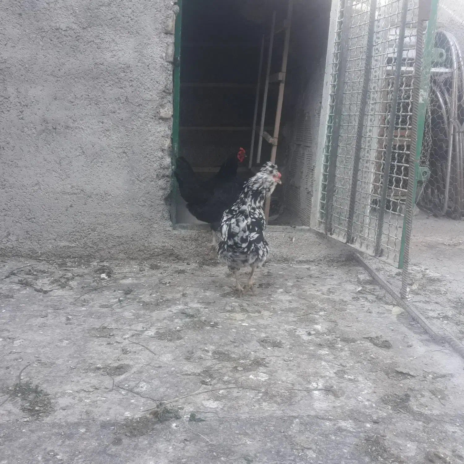 مرغ وخروسیک|حیوانات مزرعه|شهریار, دهشاد بالا|دیوار