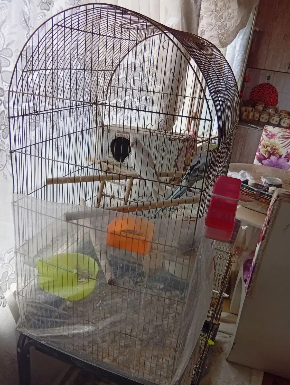 جفت عروس هلندی|پرنده|گلبهار, شهر جدید گلبهار|دیوار