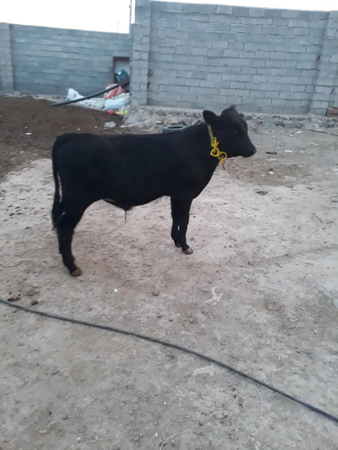 سمینتال اصل|حیوانات مزرعه|کلیبر, |دیوار