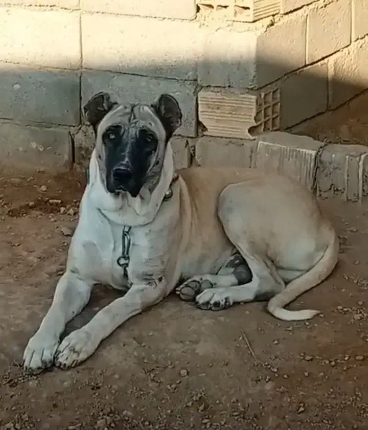 یک جفت سگ سرابی دوزدیده شده|حیوانات|زنجان, |دیوار