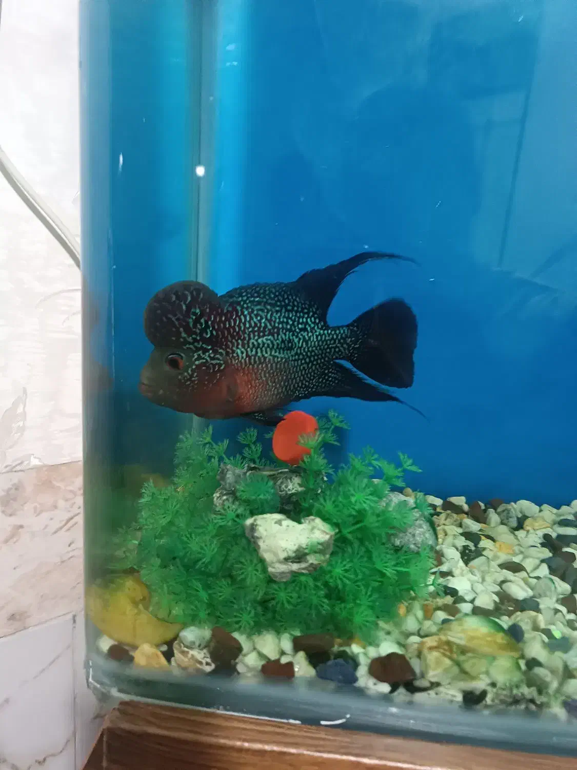 فلاور|ماهی|شیراز, تندگویان|دیوار