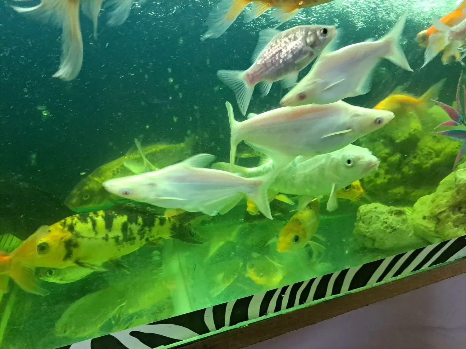 فروش انواع ماهی خانگی|ماهی|اصفهان, مسجد مصلی|دیوار