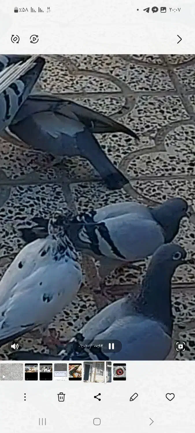 ۵جفت کفتر پلاکی اصل کویتی|پرنده|آبدانان, |دیوار