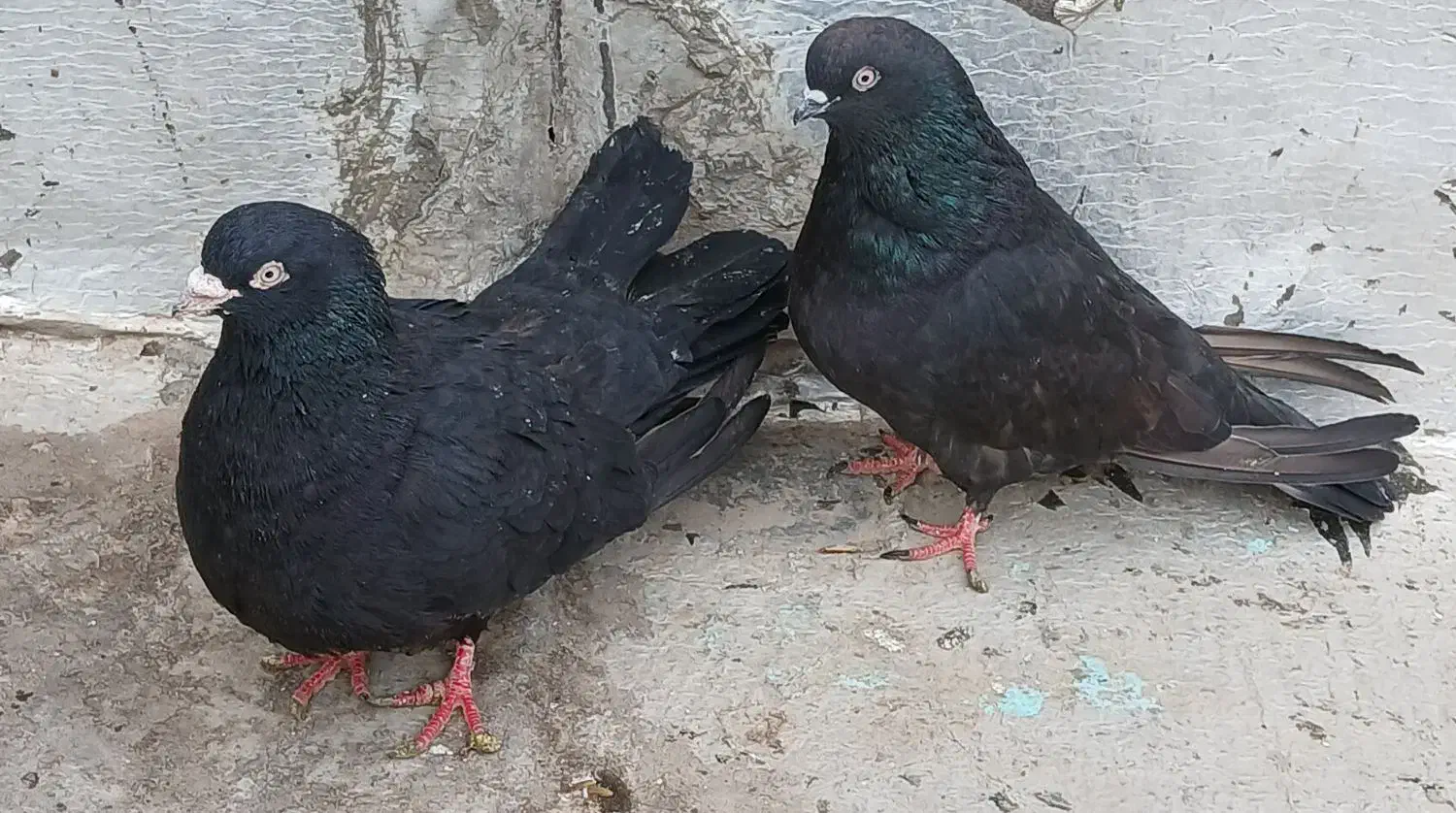 کفتر زینتی قدیمی|پرنده|محمدشهر, محمدشهر|دیوار