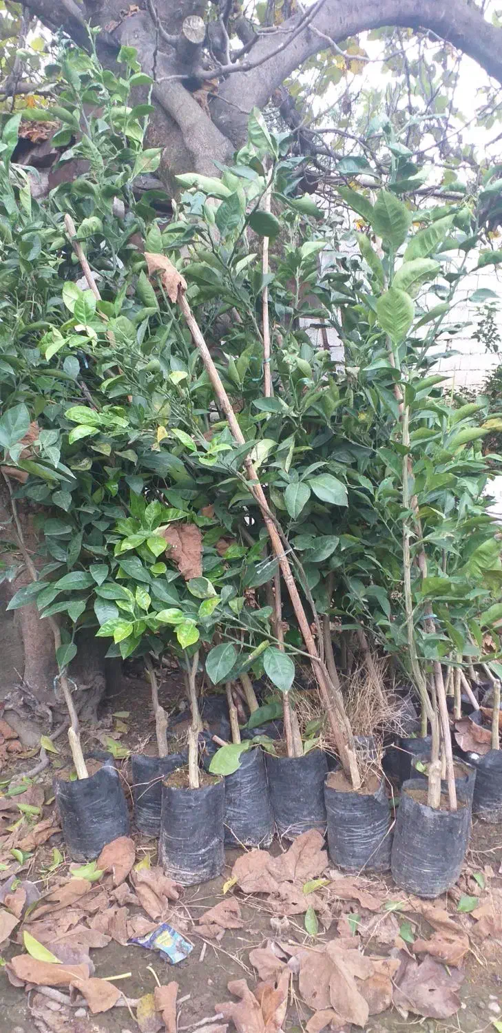 نهال خونی تاراکو|گل و گیاه طبیعی|قائمشهر, |دیوار