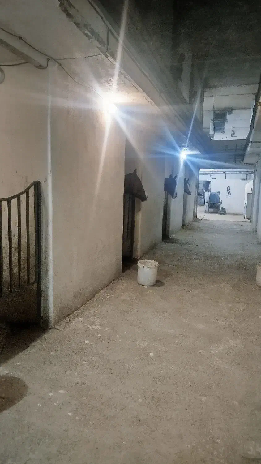 نگهداری و پانسیون اسب|اسب و تجهیزات اسب‌سواری|تبریز, |دیوار