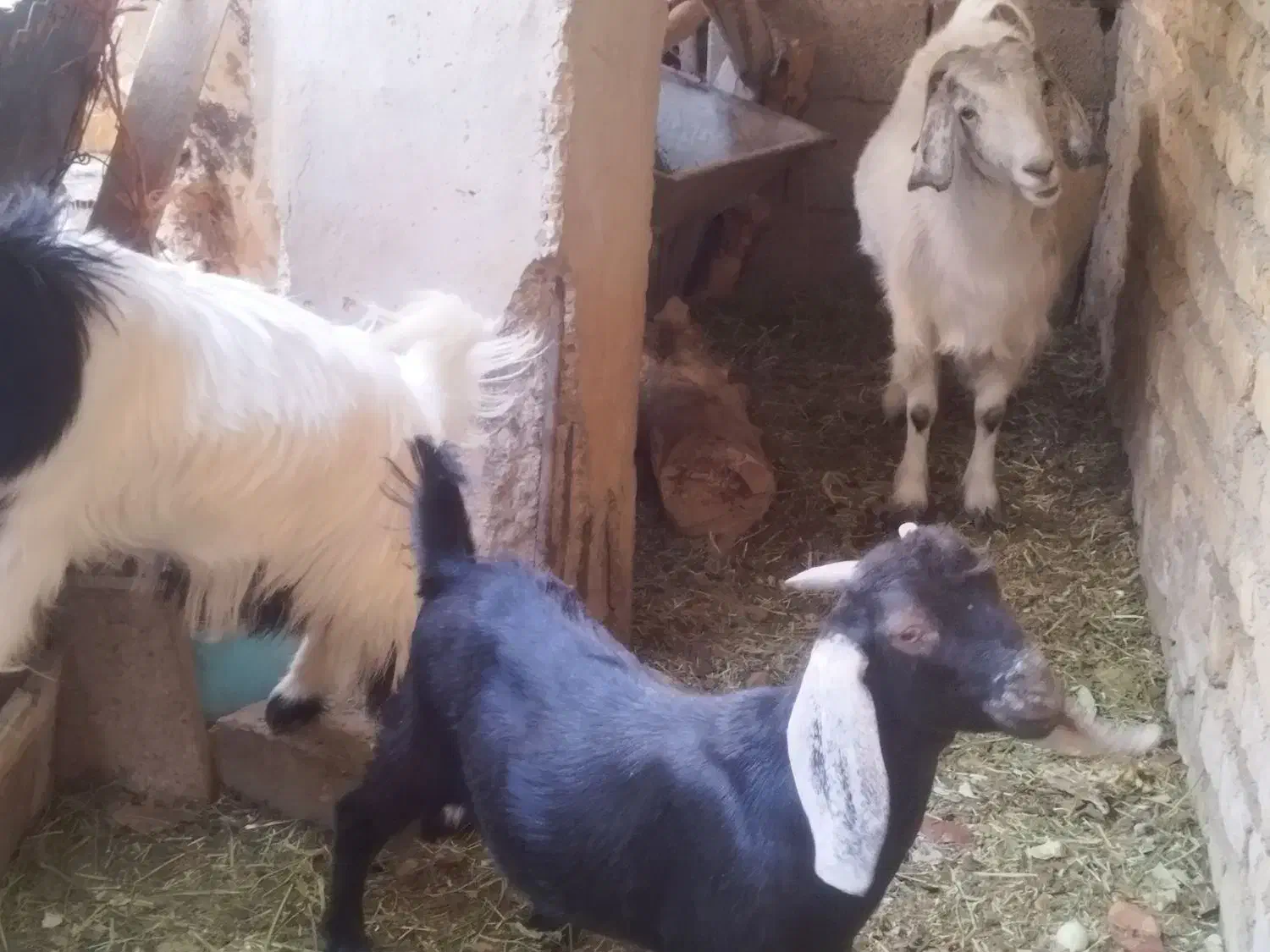 گوسفند|حیوانات مزرعه|کرمان, |دیوار