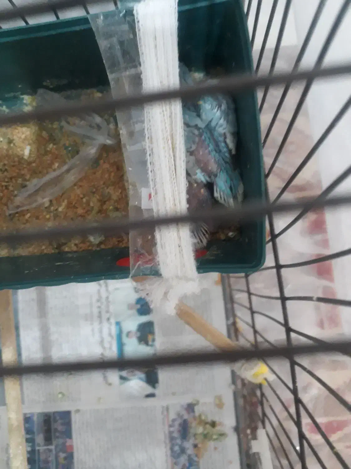 انگلیسی|پرنده|مشکین‌دشت, |دیوار